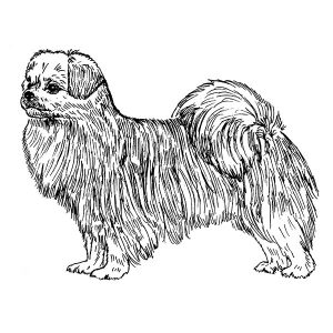 Tibetan Spaniel2