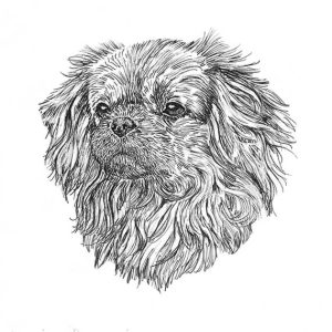 Tibetan Spaniel3