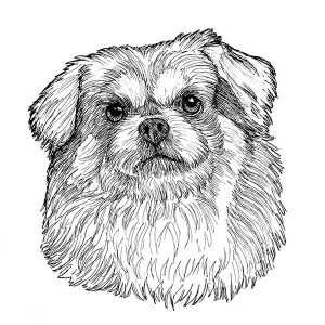 Tibetan Spaniel4
