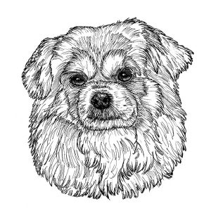 Tibetan Spaniel5