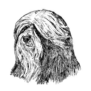 Tibetan Terrier1