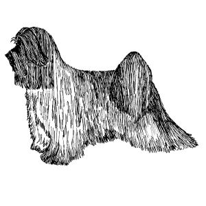 Tibetan Terrier2