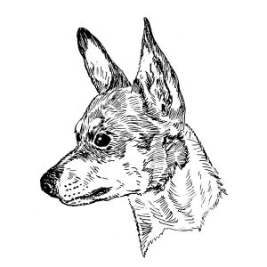 Toy Fox Terrier1