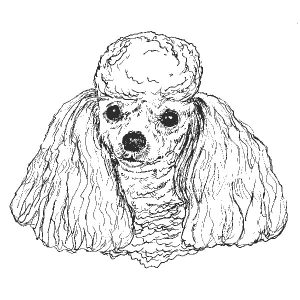 Toy Poodle1