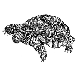 Turtle