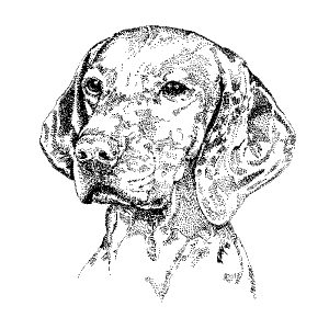 Vizsla1