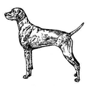 Vizsla2
