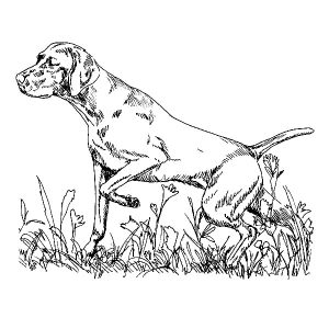 Vizsla3