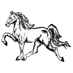 Walking Horse1