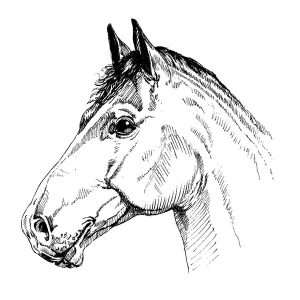Warmblood Horse1