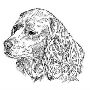 Water Spaniel American1