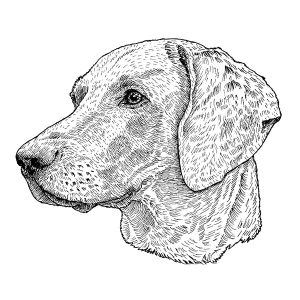 Weimaraner1