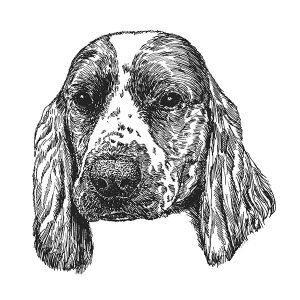 Welsh Springer Spaniel1