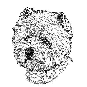 West Highland White Terrier1