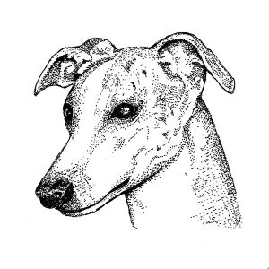 Whippet1