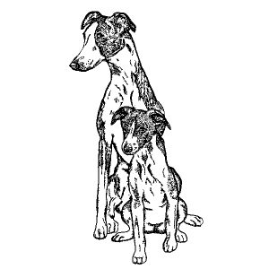 Whippet2