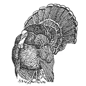 Wild Turkey