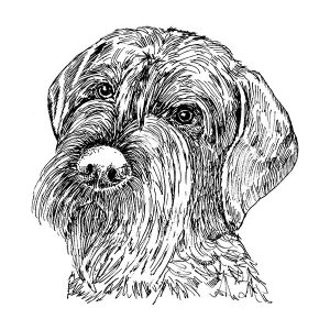 Wire Haired Pointing Griffon1