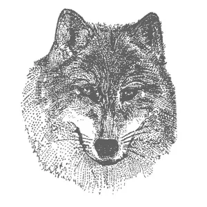 Wolf1