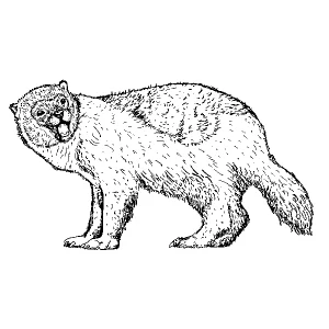 Wolverine