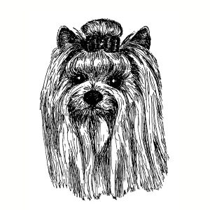 Yorkie1