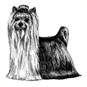 Yorkie2