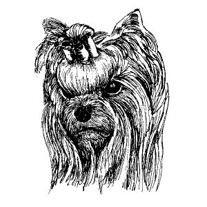 Yorkie3