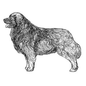 Leonberger1