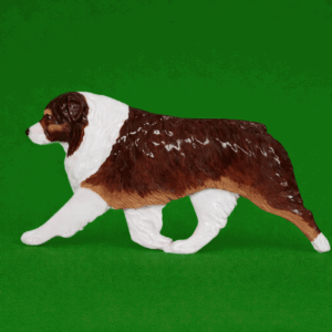 Australian Shepherd Red Tri