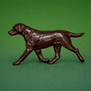 Labrador Retriever Chocolate
