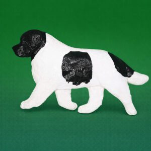 Newfoundland Landseer Bl and Wh