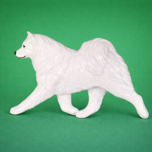 Samoyed