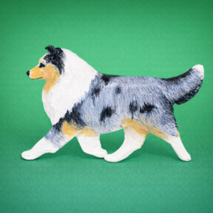 Shelti Blue Merle