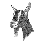 Goat-Swiss1 Goat-Swiss1