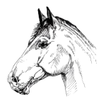 Horse-hotdiggitydog Horse-hotdiggitydog