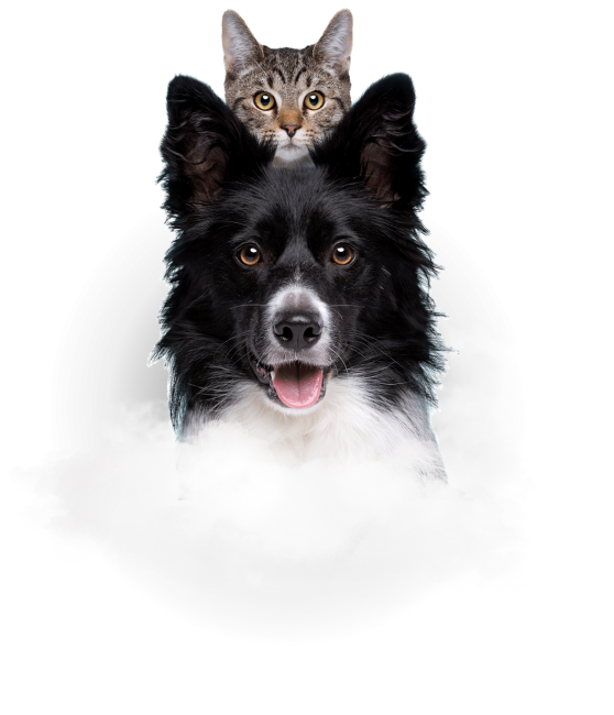 hotdiggitydog (2) hotdiggitydog (2)